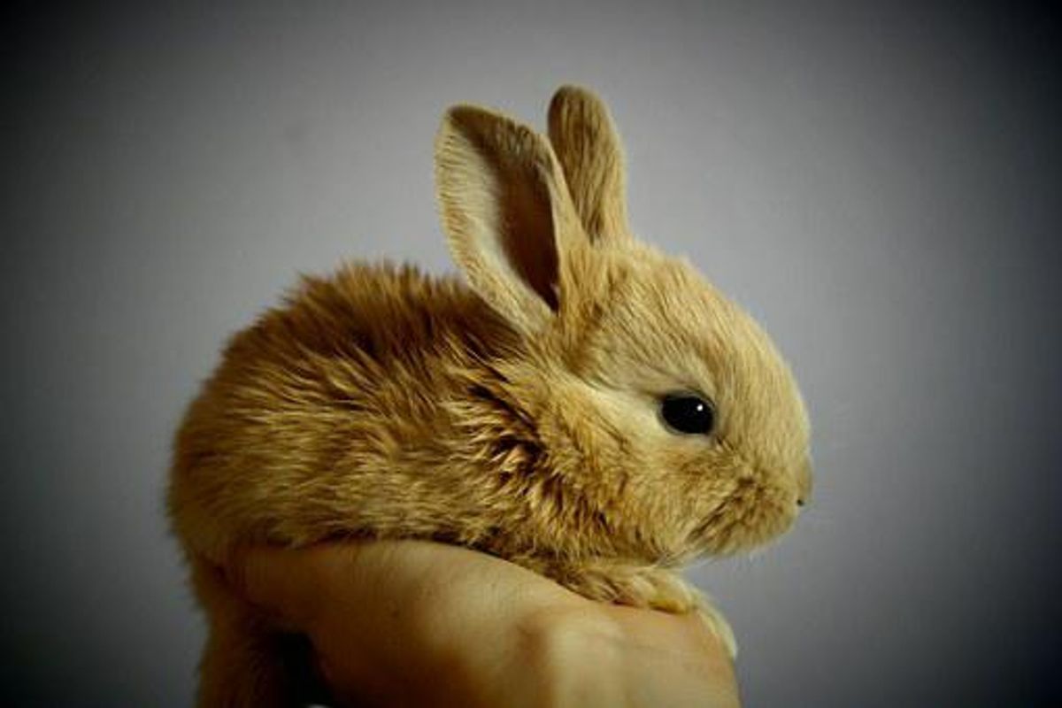 Pet-Rabbit Information